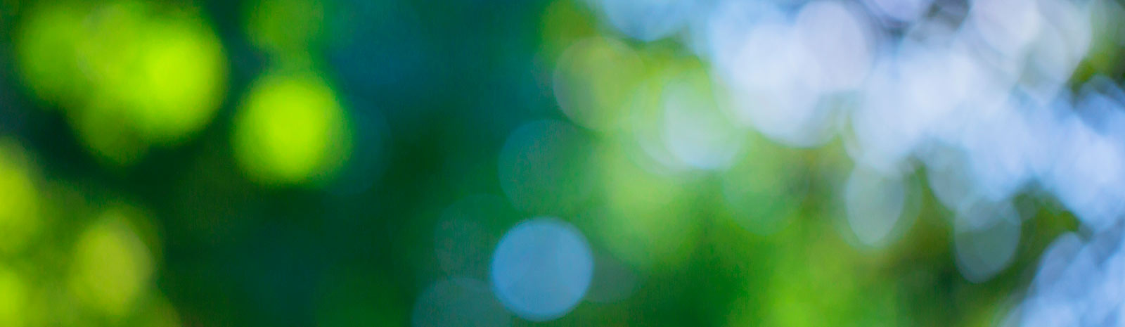 blurred images of trees and a blue sky