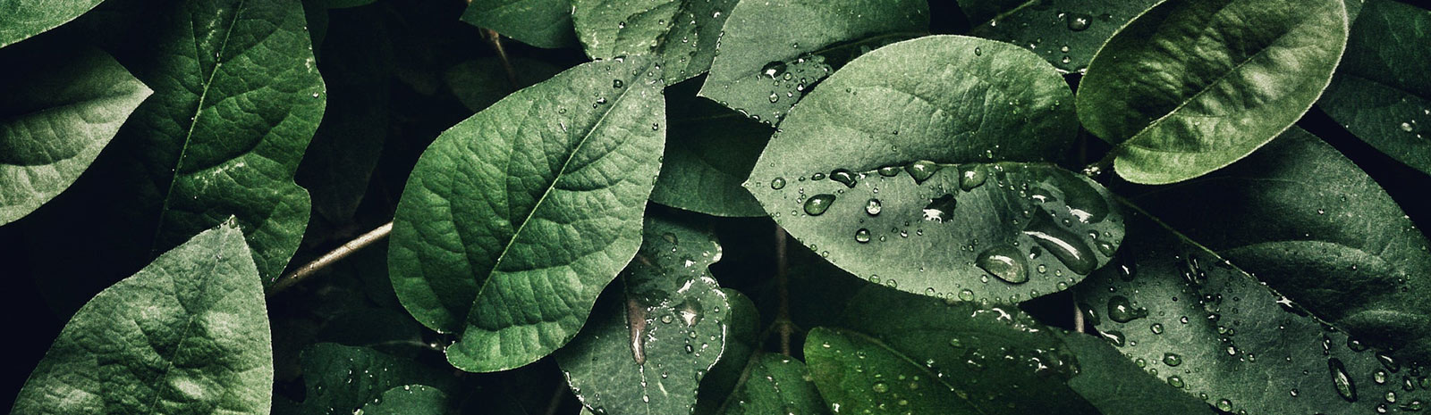 green leaves with water droplets