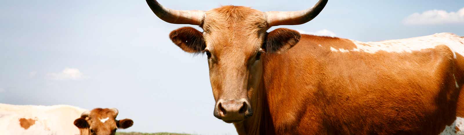 Long horned cattle.