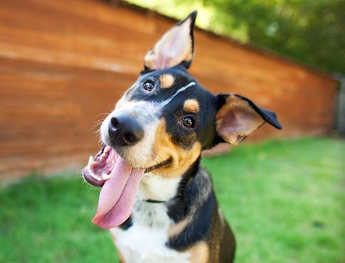 Cute dog looking at the camera.