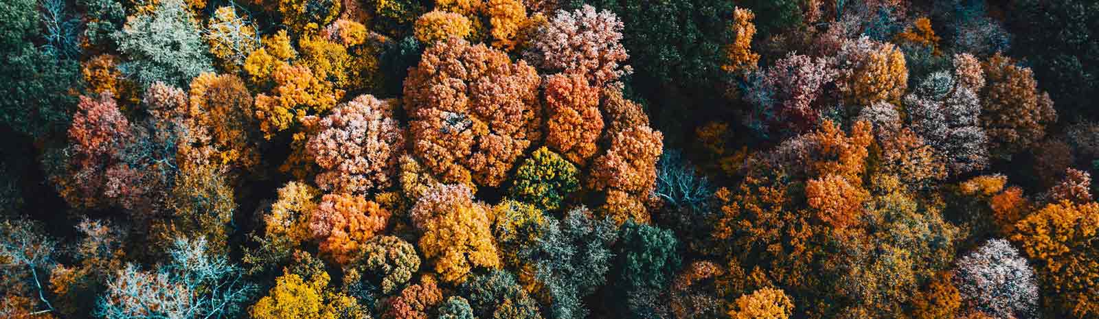 Aerial view of autumn trees.